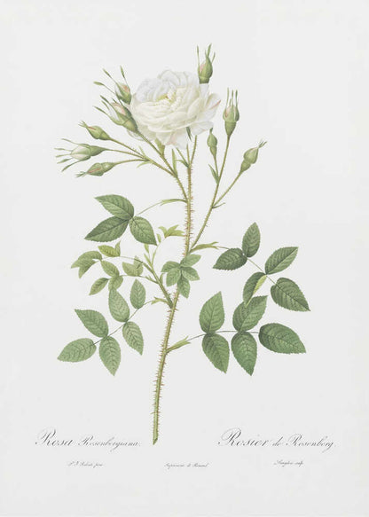 Rose of Rosenberg, Les Roses (1817–1824) - Poster / Art Print