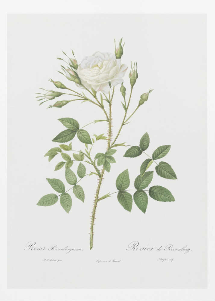 Rose of Rosenberg, Les Roses (1817–1824) - Poster / Art Print