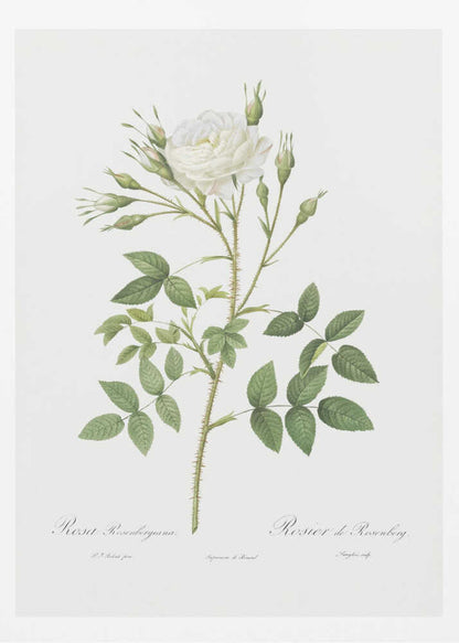 Rose of Rosenberg, Les Roses (1817–1824) - Poster / Art Print