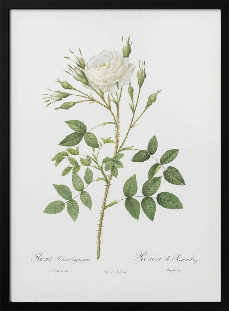 Rose of Rosenberg, Les Roses (1817–1824) - Poster / Art Print
