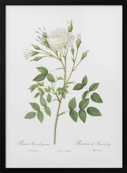 Rose of Rosenberg, Les Roses (1817–1824) - Poster / Art Print