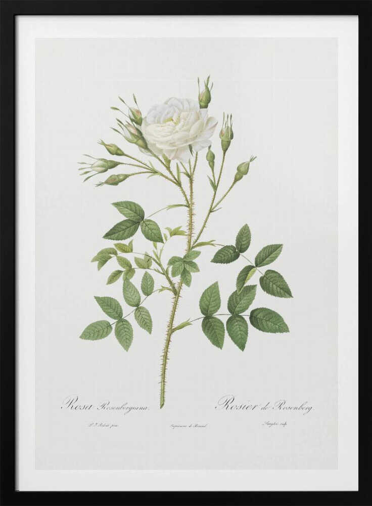 Rose of Rosenberg, Les Roses (1817–1824) - Poster / Art Print