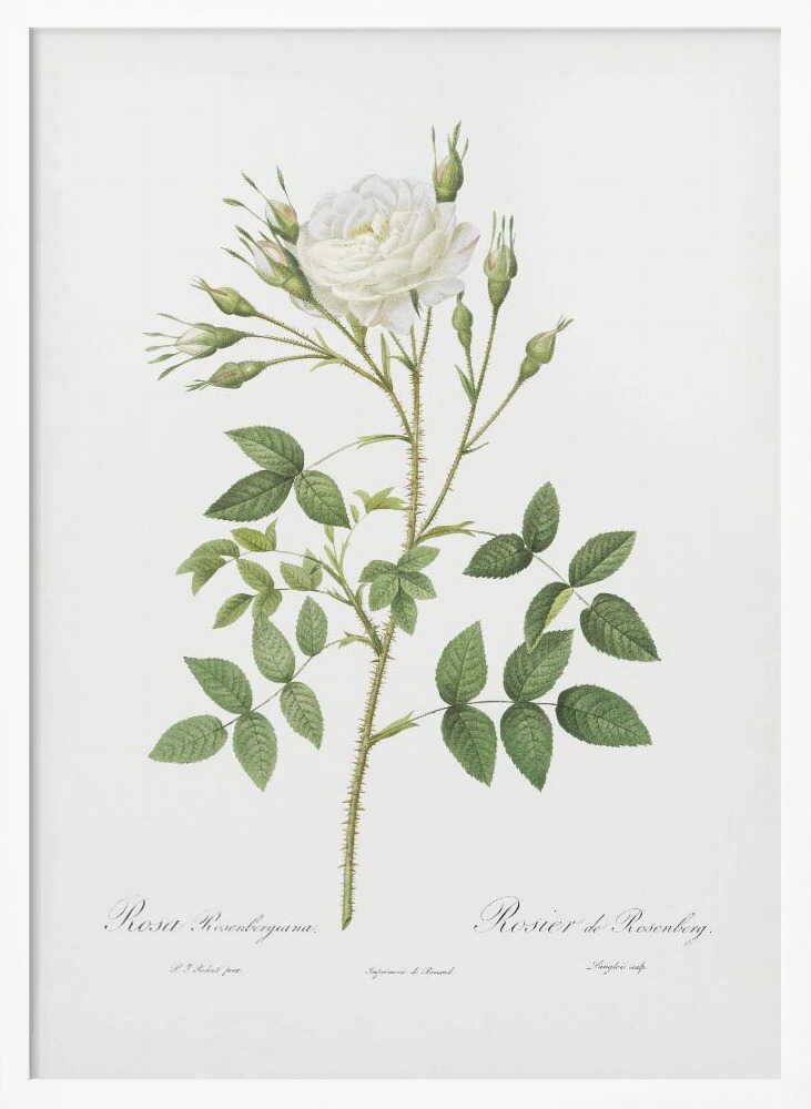 Rose of Rosenberg, Les Roses (1817–1824) - Poster / Art Print