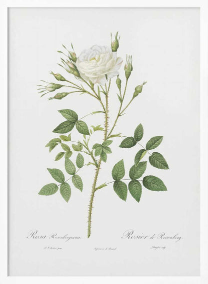 Rose of Rosenberg, Les Roses (1817–1824) - Poster / Art Print