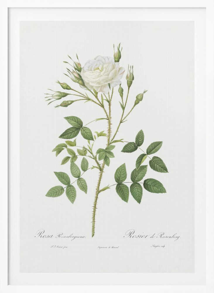 Rose of Rosenberg, Les Roses (1817–1824) - Poster / Art Print