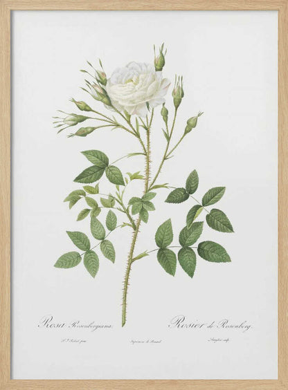 Rose of Rosenberg, Les Roses (1817–1824) - Poster / Art Print