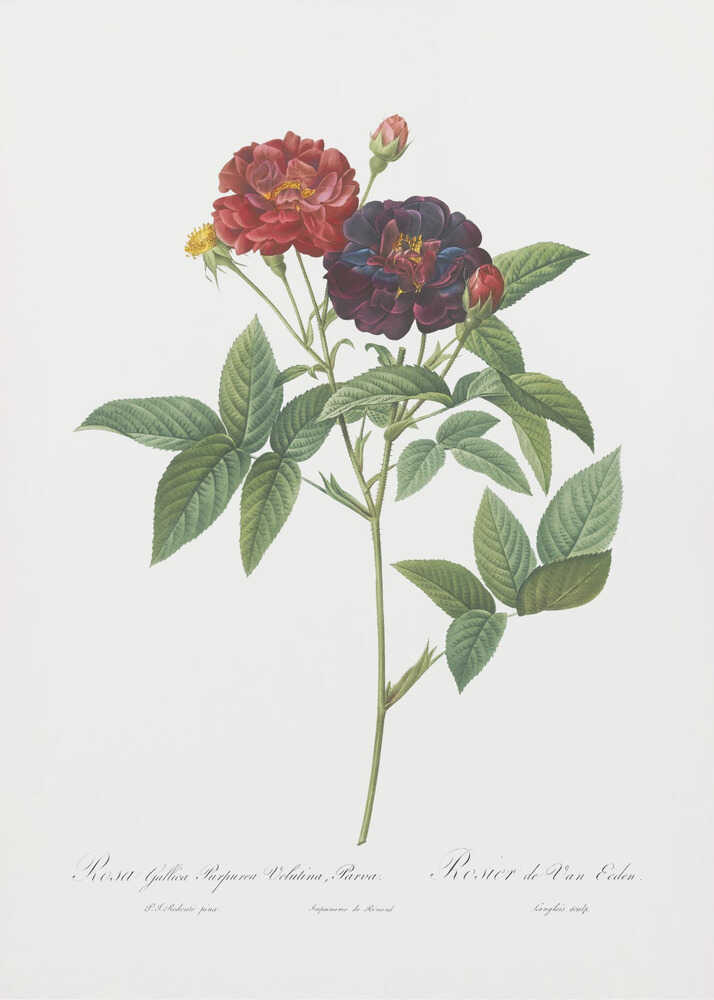Rose of Van Eeden, Les Roses (1817–1824) - Poster / Art Print