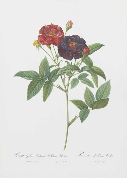 Rose of Van Eeden, Les Roses (1817–1824) - Poster / Art Print