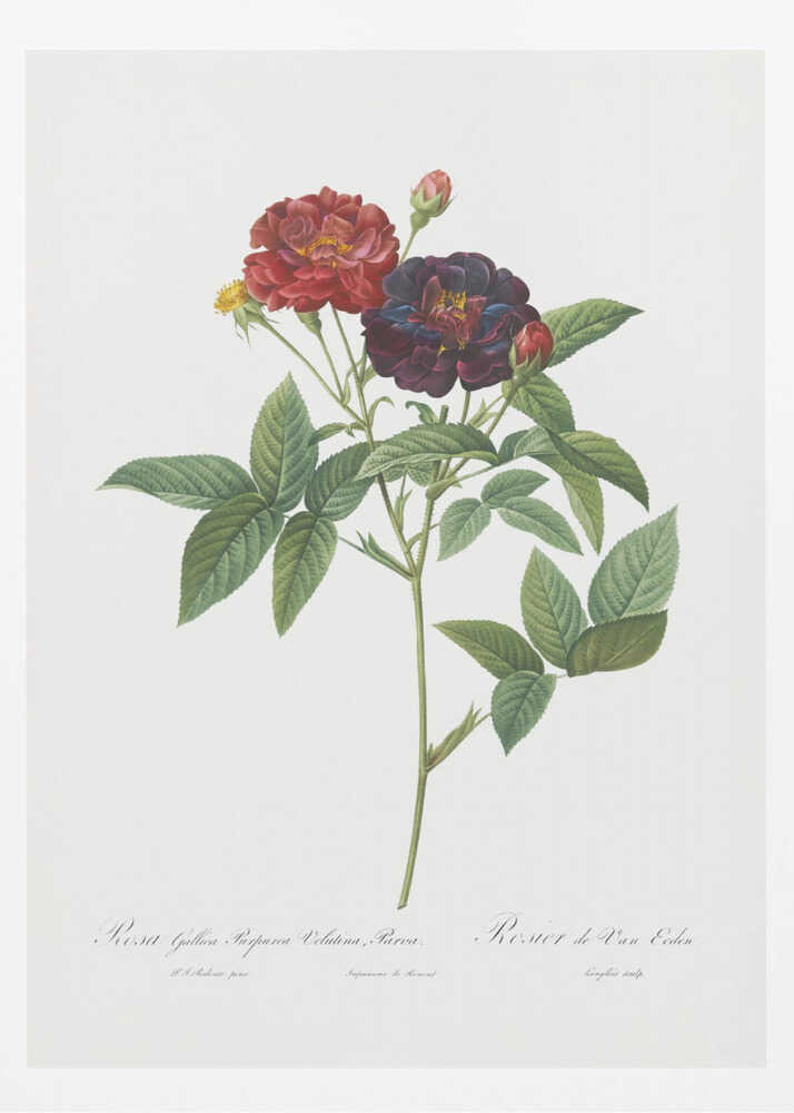 Rose of Van Eeden, Les Roses (1817–1824) - Poster / Art Print