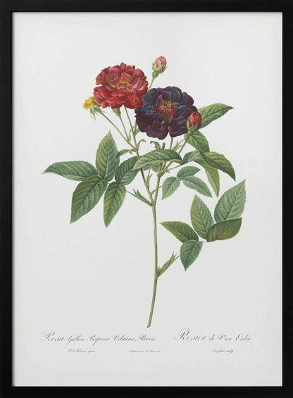 Rose of Van Eeden, Les Roses (1817–1824) - Poster / Art Print