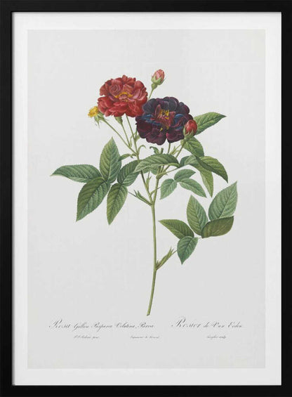 Rose of Van Eeden, Les Roses (1817–1824) - Poster / Art Print