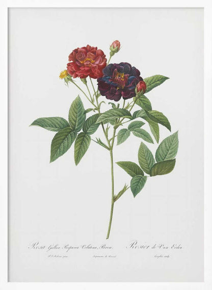 Rose of Van Eeden, Les Roses (1817–1824) - Poster / Art Print