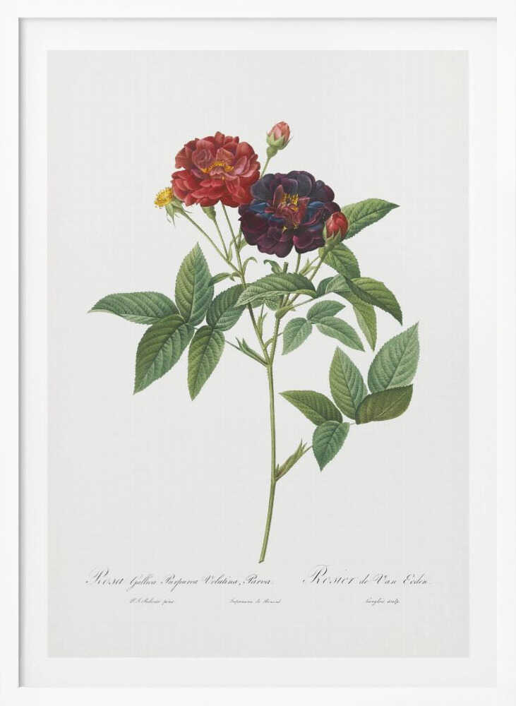 Rose of Van Eeden, Les Roses (1817–1824) - Poster / Art Print
