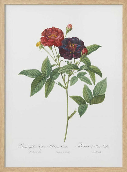 Rose of Van Eeden, Les Roses (1817–1824) - Poster / Art Print