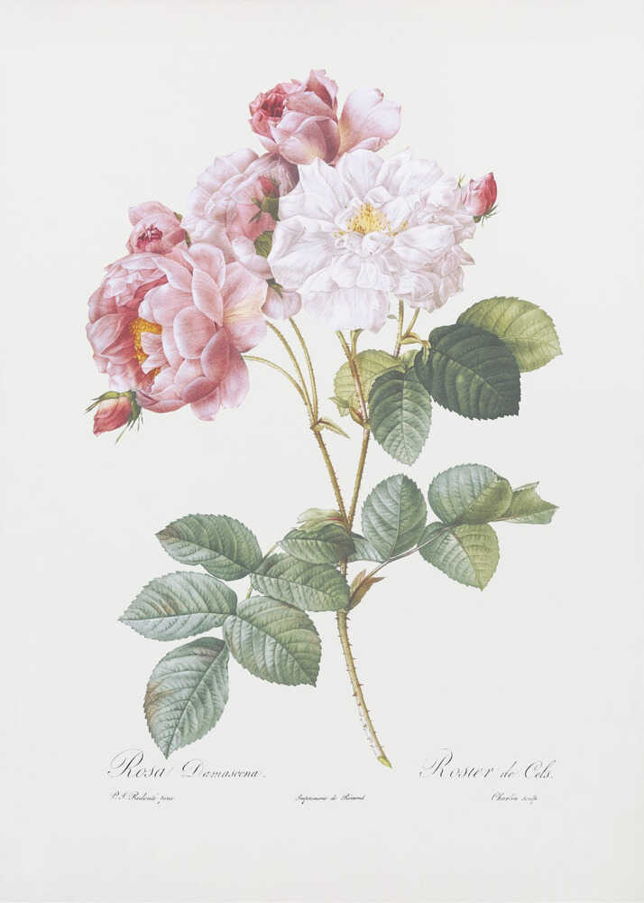 Rosebush, Les Roses (1817–1824) - Poster / Art Print