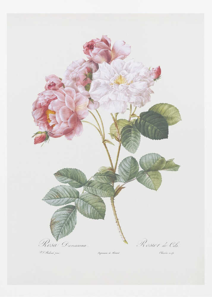 Rosebush, Les Roses (1817–1824) - Poster / Art Print