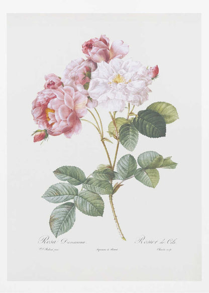 Rosebush, Les Roses (1817–1824) - Poster / Art Print
