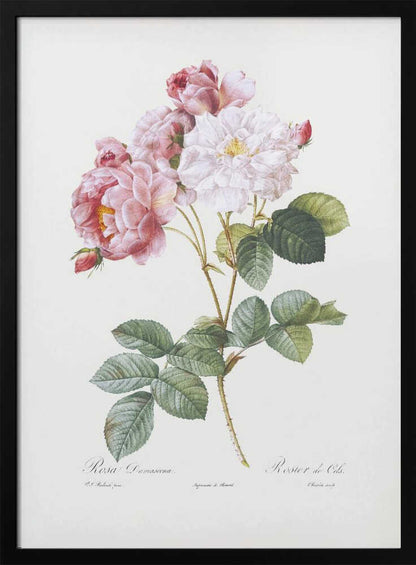 Rosebush, Les Roses (1817–1824) - Poster / Art Print