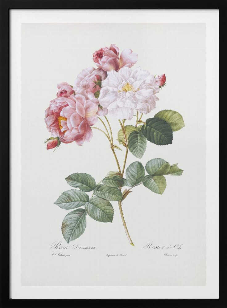 Rosebush, Les Roses (1817–1824) - Poster / Art Print