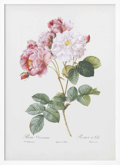 Rosebush, Les Roses (1817–1824) - Poster / Art Print