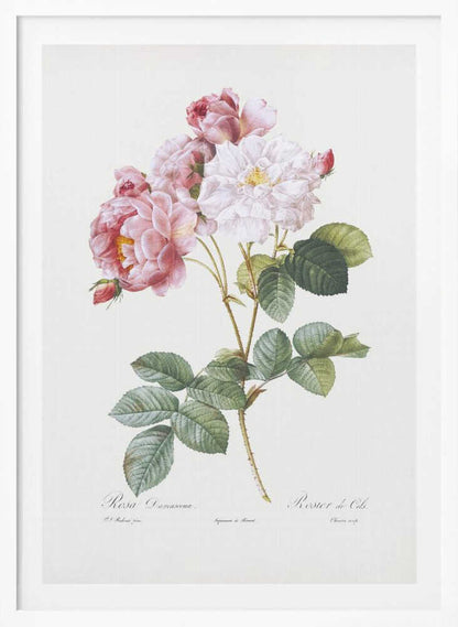 Rosebush, Les Roses (1817–1824) - Poster / Art Print