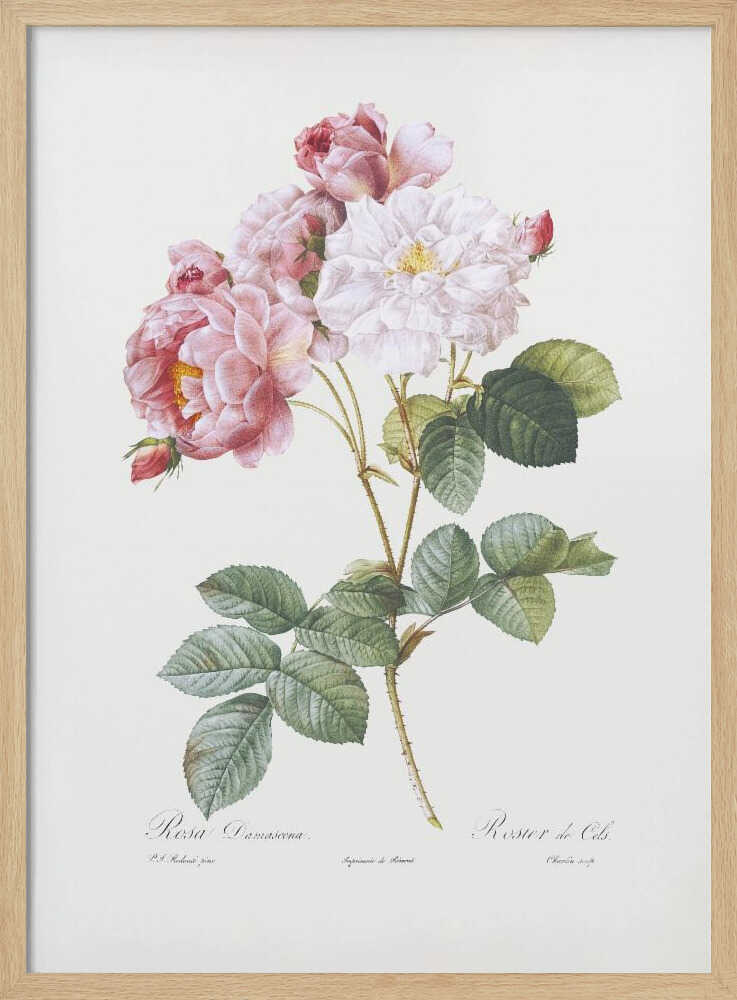 Rosebush, Les Roses (1817–1824) - Poster / Art Print