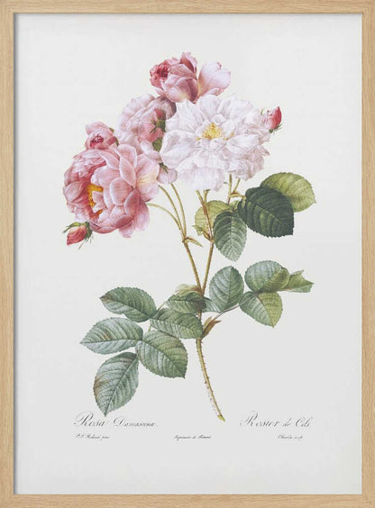 Rosebush, Les Roses (1817–1824) - Poster / Art Print