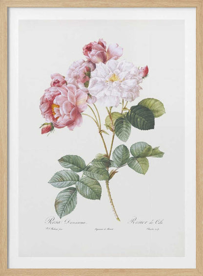 Rosebush, Les Roses (1817–1824) - Poster / Art Print
