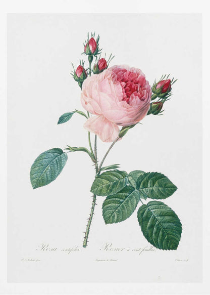 Rosier a Cent Feuilles, From Les Roses - Poster / Art Print