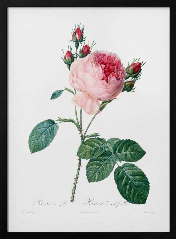 Rosier a Cent Feuilles, From Les Roses - Poster / Art Print