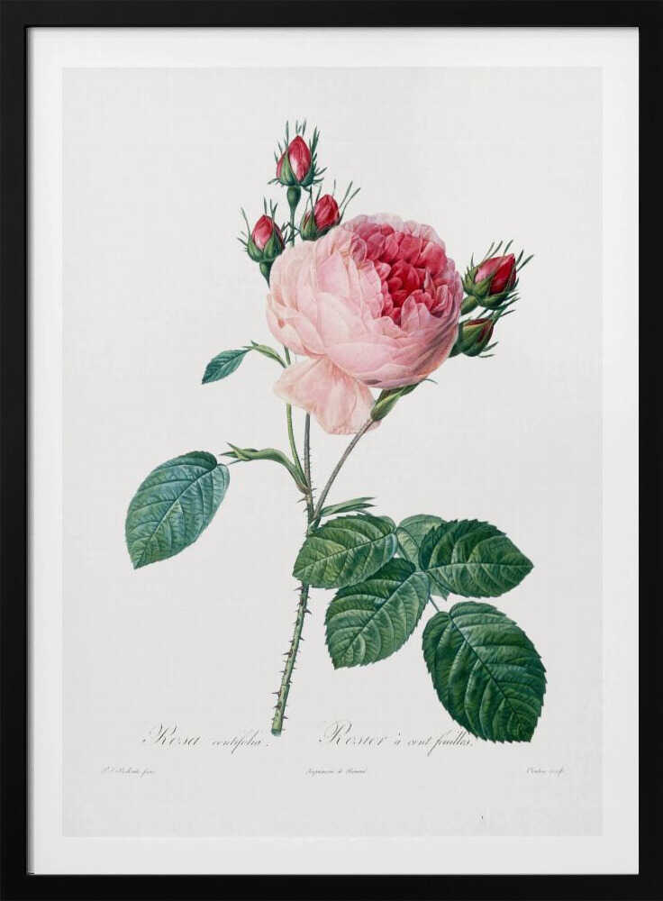 Rosier a Cent Feuilles, From Les Roses - Poster / Art Print