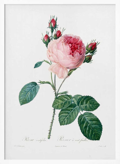 Rosier a Cent Feuilles, From Les Roses - Poster / Art Print