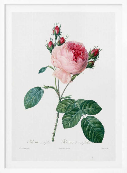 Rosier a Cent Feuilles, From Les Roses - Poster / Art Print