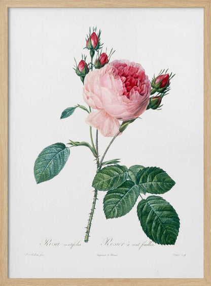 Rosier a Cent Feuilles, From Les Roses - Poster / Art Print