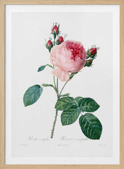 Rosier a Cent Feuilles, From Les Roses - Poster / Art Print