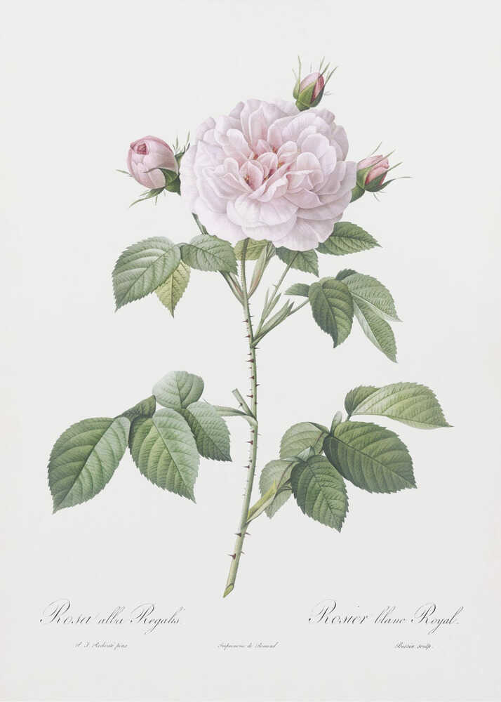Royal White Rose, Les Roses (1817–1824) - Poster / Art Print
