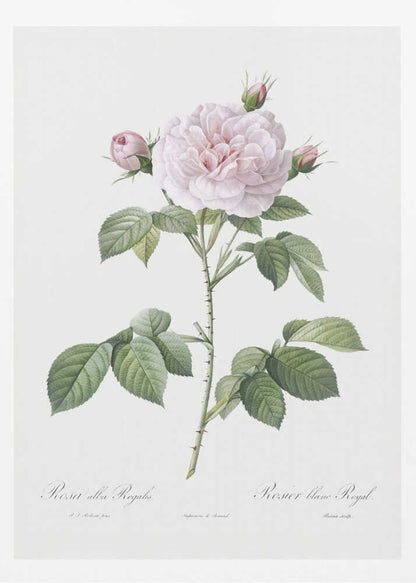 Royal White Rose, Les Roses (1817–1824) - Poster / Art Print