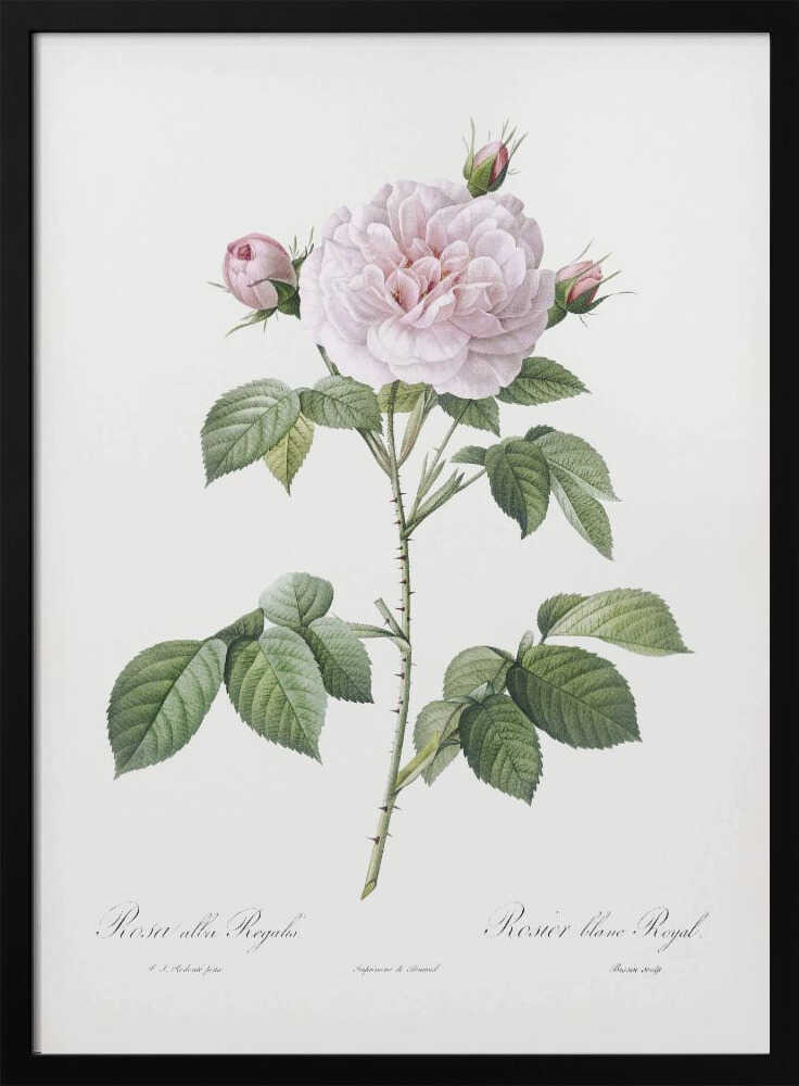 Royal White Rose, Les Roses (1817–1824) - Poster / Art Print