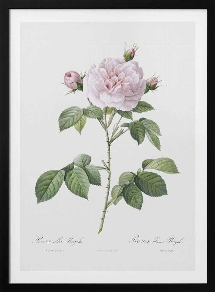 Royal White Rose, Les Roses (1817–1824) - Poster / Art Print
