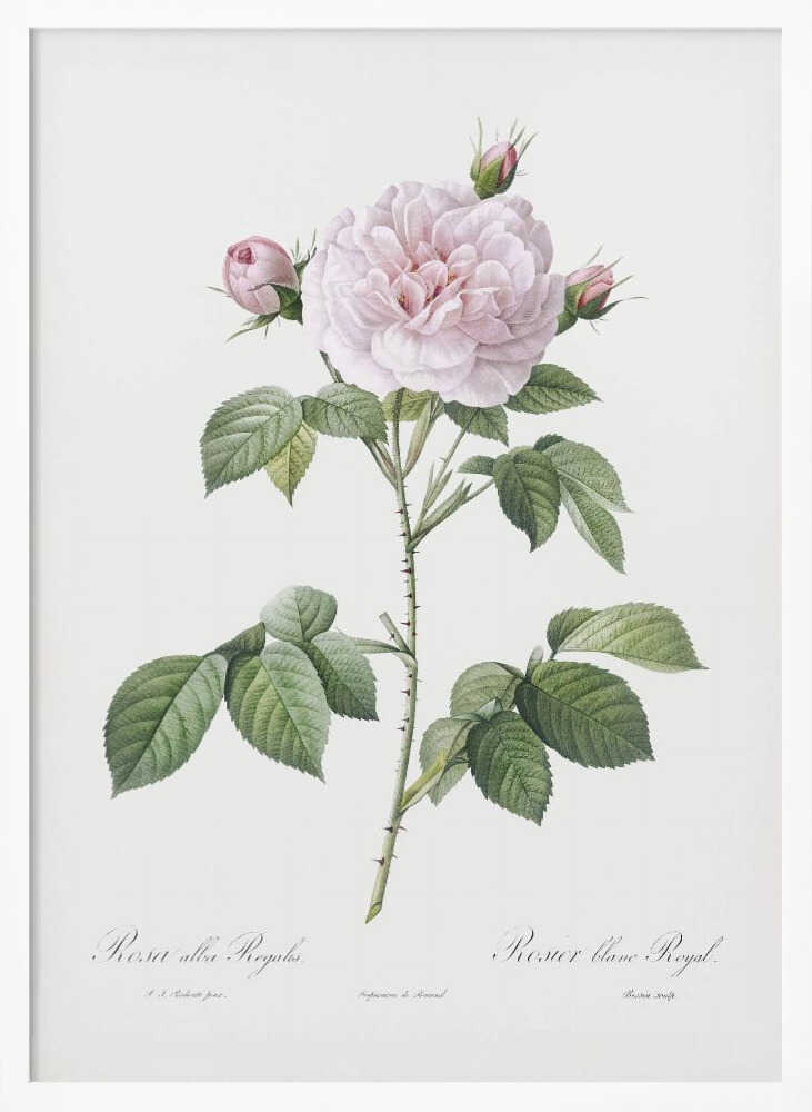 Royal White Rose, Les Roses (1817–1824) - Poster / Art Print