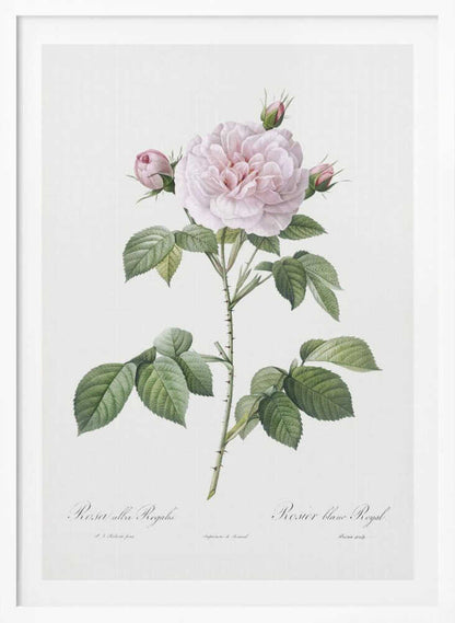 Royal White Rose, Les Roses (1817–1824) - Poster / Art Print