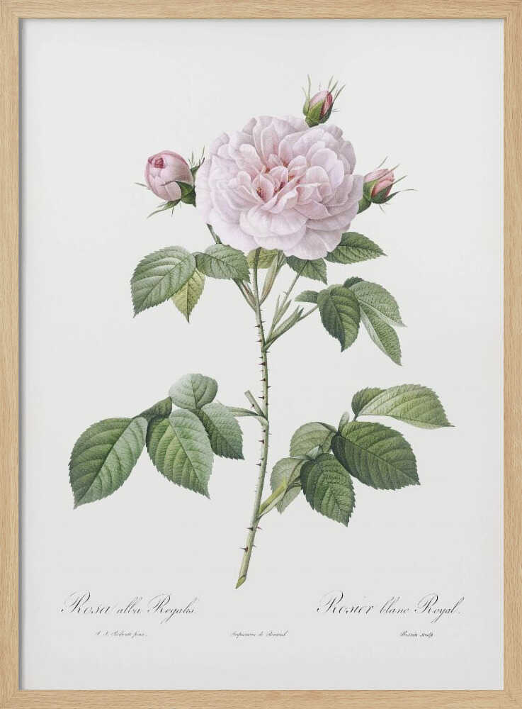 Royal White Rose, Les Roses (1817–1824) - Poster / Art Print