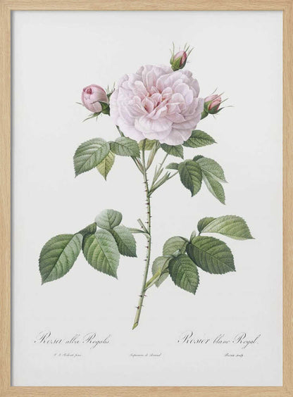Royal White Rose, Les Roses (1817–1824) - Poster / Art Print