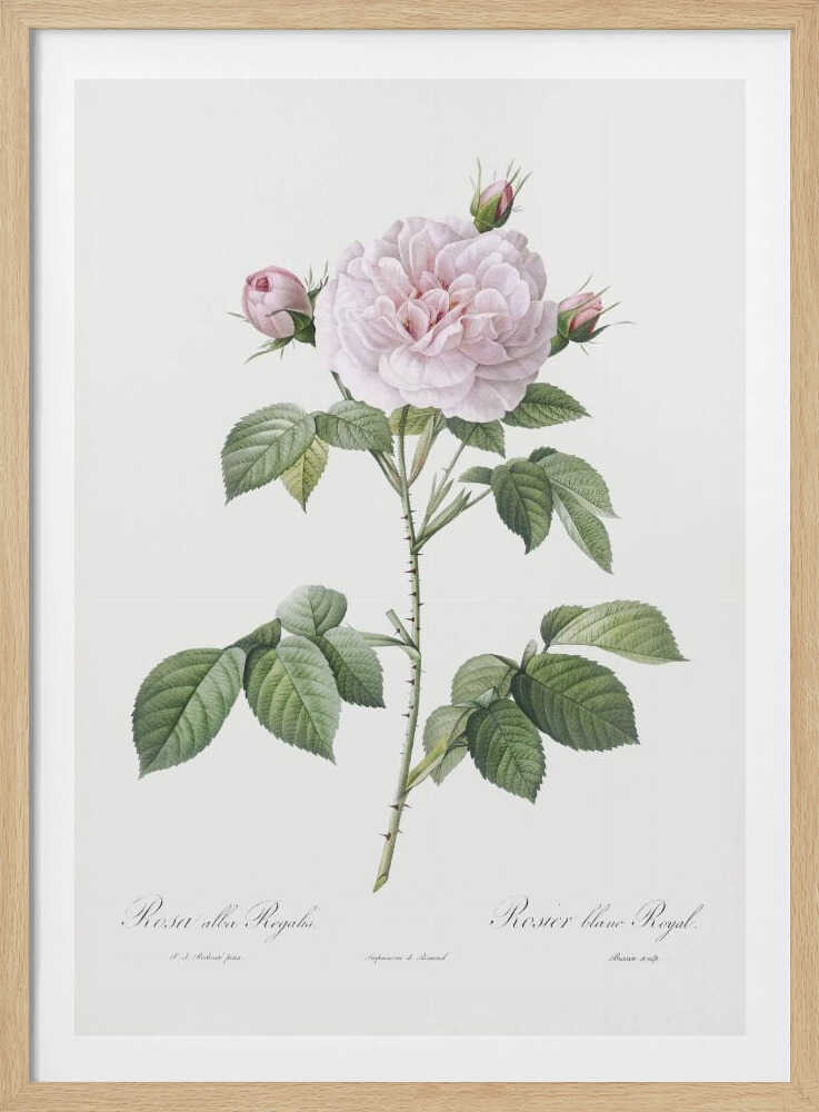 Royal White Rose, Les Roses (1817–1824) - Poster / Art Print