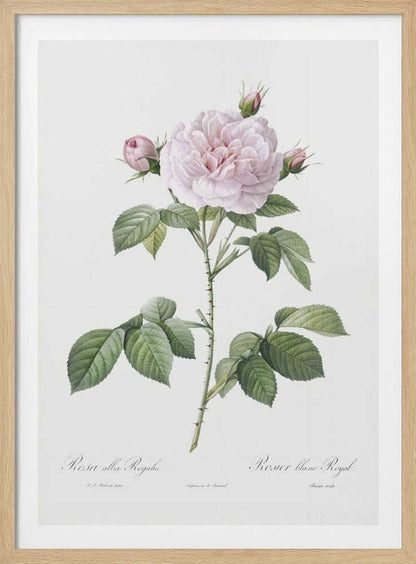 Royal White Rose, Les Roses (1817–1824) - Poster / Art Print