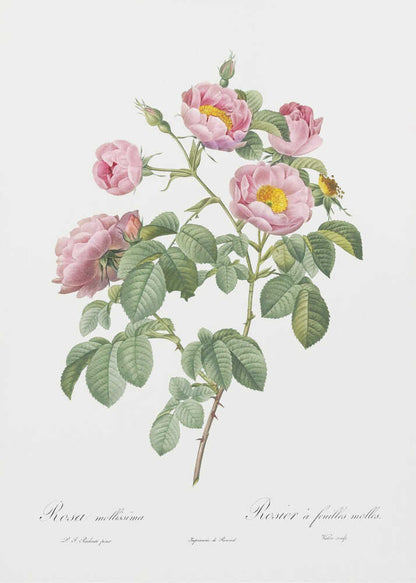 Semi Double Variety of Tomentose Rose, Les Roses (1817–1824) - Poster / Art Print