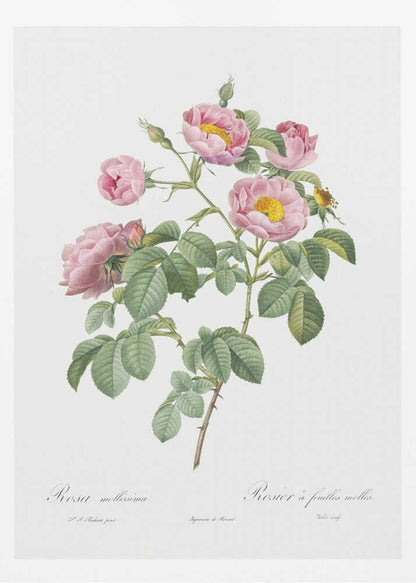 Semi Double Variety of Tomentose Rose, Les Roses (1817–1824) - Poster / Art Print