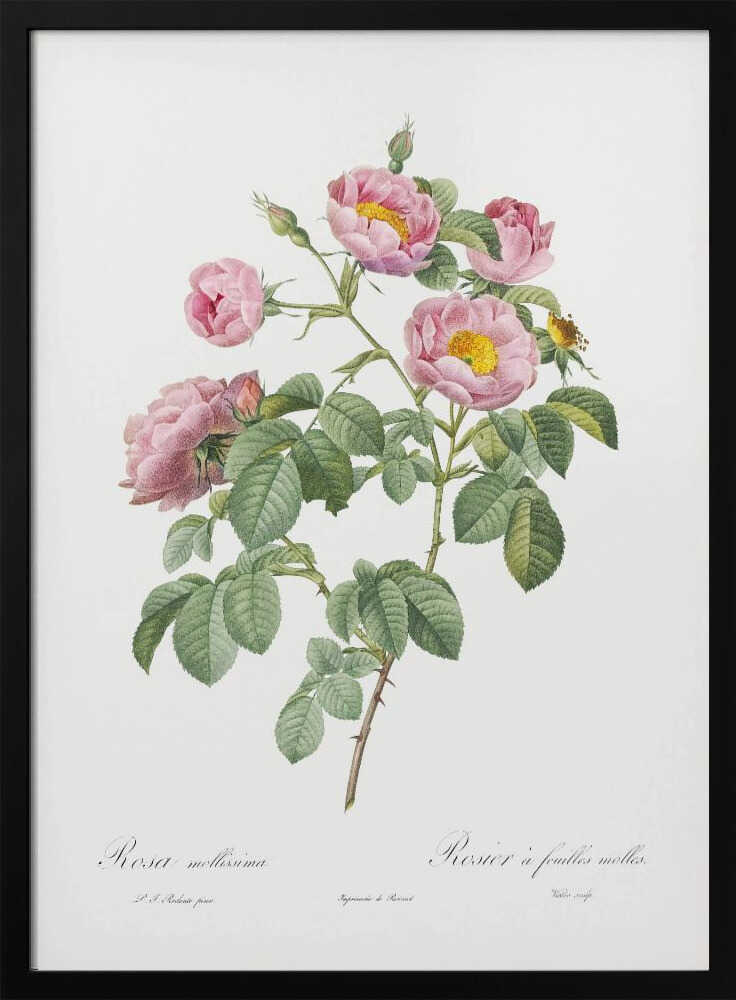 Semi Double Variety of Tomentose Rose, Les Roses (1817–1824) - Poster / Art Print