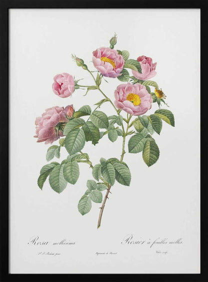Semi Double Variety of Tomentose Rose, Les Roses (1817–1824) - Poster / Art Print