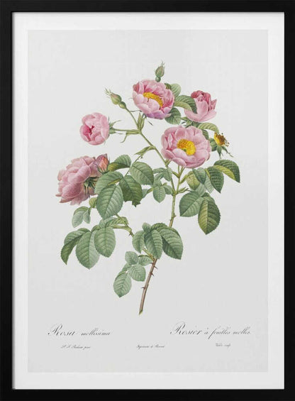 Semi Double Variety of Tomentose Rose, Les Roses (1817–1824) - Poster / Art Print
